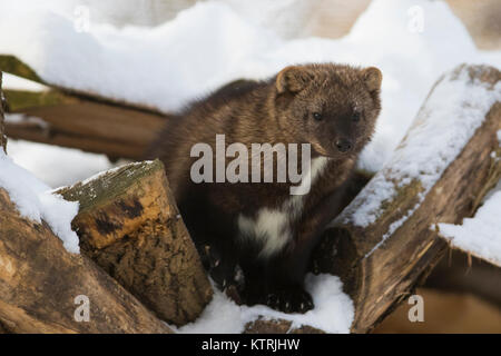 Le Fisher (Pekania pennanti) en hiver Banque D'Images