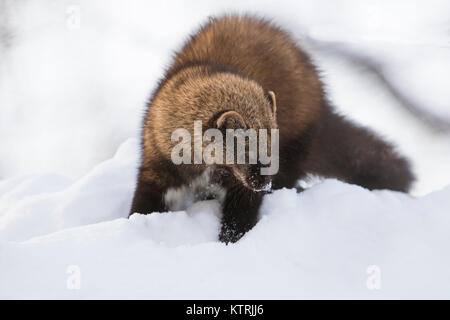 Le Fisher (Pekania pennanti) en hiver Banque D'Images