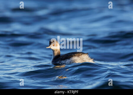 Grèbe à cou noir Grèbe / (Podiceps nigricollis) Nager en mer en plumage d'hiver / non-nuptiale Banque D'Images