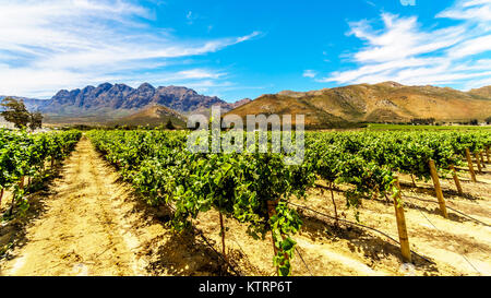 Vignobles et montagnes environnantes au printemps dans la région viticole de Boland du Western Cape en Afrique du Sud Banque D'Images