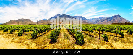 Panorama de vignobles et montagnes environnantes au printemps dans la région viticole de Boland du Western Cape en Afrique du Sud Banque D'Images