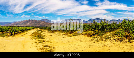 Panorama de vignobles et montagnes environnantes au printemps dans la région viticole de Boland du Western Cape en Afrique du Sud Banque D'Images