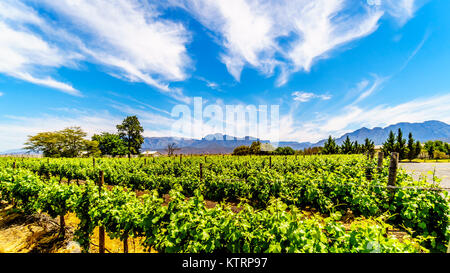 Vignobles et montagnes environnantes au printemps dans la région viticole de Boland du Western Cape en Afrique du Sud Banque D'Images