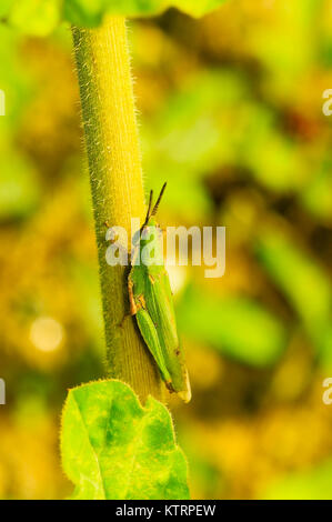 Atractomorpha sinensis Bolvar près de Sangli, Maharashtra Banque D'Images