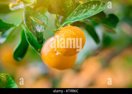 Confiture de Kumquat fruits orange fraîche avec gouttes on tree Banque D'Images