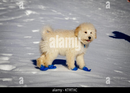 Un très mignon bébé golden doodle courir sur la neige. Portant des ballons bleu pour protéger les pieds contre le froid de la neige. Banque D'Images