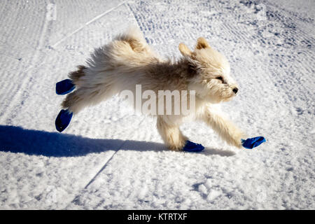 Un très mignon bébé golden doodle courir sur la neige. Portant des ballons bleu pour protéger les pieds contre le froid de la neige. Banque D'Images