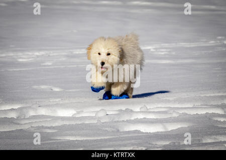 Un très mignon bébé golden doodle courir sur la neige. Portant des ballons bleu pour protéger les pieds contre le froid de la neige. Banque D'Images