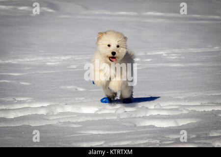 Un très mignon bébé golden doodle courir sur la neige. Portant des ballons bleu pour protéger les pieds contre le froid de la neige. Banque D'Images