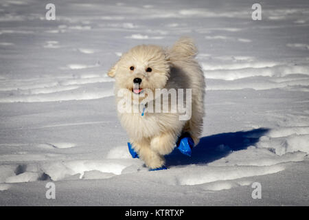 Un très mignon bébé golden doodle courir sur la neige. Portant des ballons bleu pour protéger les pieds contre le froid de la neige. Banque D'Images