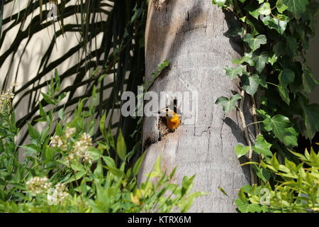 Pic à gorge jaune de la famille des Picidae, avec son nid dans le tronc d'un cocotier. Feuilles vertes, beau jaune oiseau dans la nature. Banque D'Images