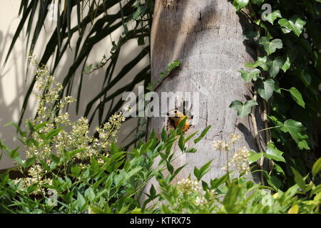 Pic à gorge jaune de la famille des Picidae, avec son nid dans le tronc d'un cocotier. Feuilles vertes, beau jaune oiseau dans la nature. Banque D'Images