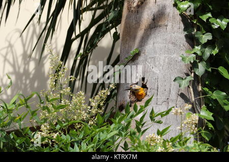 Pic à gorge jaune de la famille des Picidae, avec son nid dans le tronc d'un cocotier. Feuilles vertes, beau jaune oiseau dans la nature. Banque D'Images