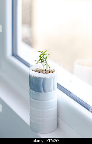 Plastiques Upcycled réservoir de lait dans un pot pour plante romarin Banque D'Images