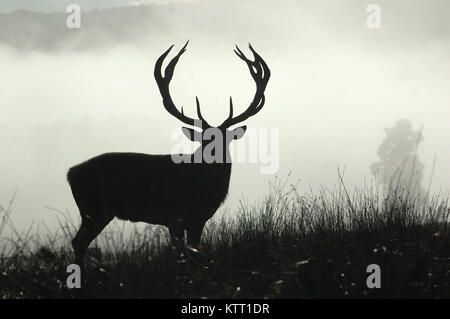 Point 13 red deer stag en matin brouillard, côte ouest, île du Sud, Nouvelle-Zélande Banque D'Images