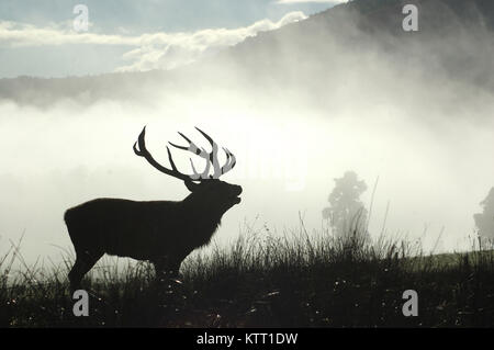 Point 13 red deer stag rugissements dans le brouillard du matin, côte ouest, île du Sud, Nouvelle-Zélande Banque D'Images