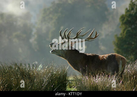 Point 13 red deer stag rugissements dans le brouillard du matin, côte ouest, île du Sud, Nouvelle-Zélande Banque D'Images