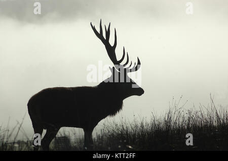 Point 13 red deer stag en matin brouillard, côte ouest, île du Sud, Nouvelle-Zélande Banque D'Images