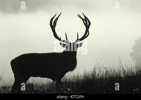 Point 13 red deer stag en matin brouillard, côte ouest, île du Sud, Nouvelle-Zélande Banque D'Images