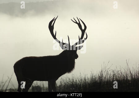 Point 13 red deer stag en matin brouillard, côte ouest, île du Sud, Nouvelle-Zélande Banque D'Images