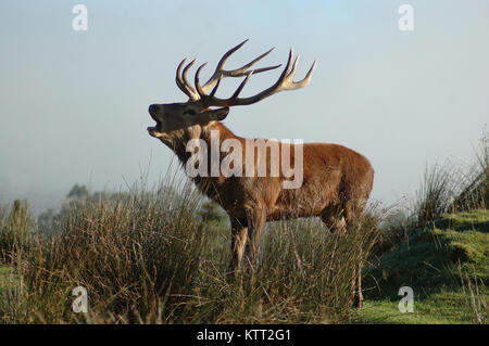 Point 13 red deer stag en rugissant matin brouillard, côte ouest, île du Sud, Nouvelle-Zélande Banque D'Images