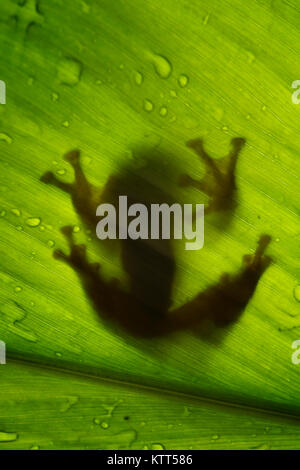 Silhouette d'une grenouille d'arbre sur une feuille, Indonésie Banque D'Images