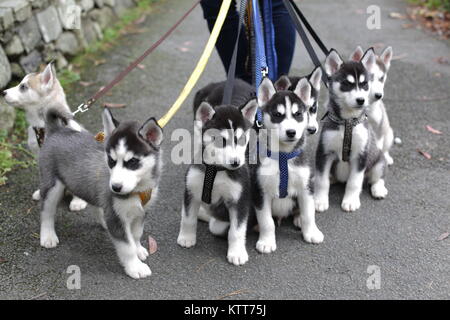 Husky Sibérien chiots en laisse Banque D'Images