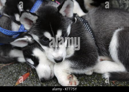 Chiots Husky Sibérien de câlins Banque D'Images