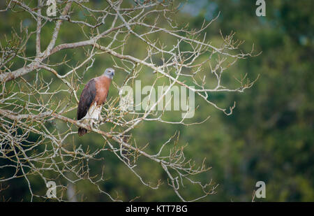 Poisson à tête grise dans le parc national de Kaziranga Eagle Banque D'Images