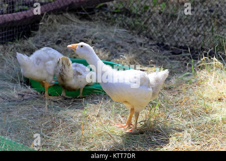 Les oies se nourrissent dans le paddock sur une ferme rurale Banque D'Images