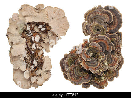 Vues du dessus et du dessous des colonies de champignons d'arbre de la forêt européenne. Studio isolated on white Banque D'Images