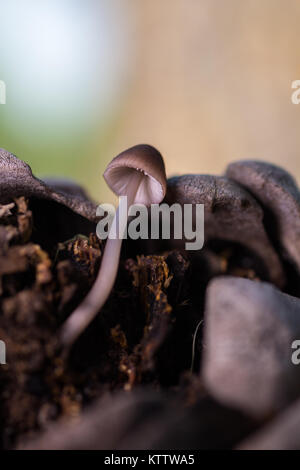 Mycena seynesii. Petit champignon sur cône de pin. Banque D'Images