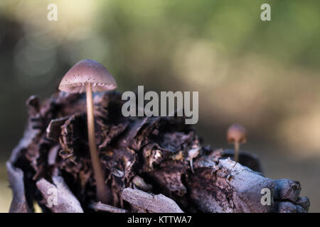 Peu de champignons sur cône de pin. Banque D'Images