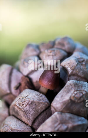 Mycena. Petit champignon sur cône de pin. Banque D'Images