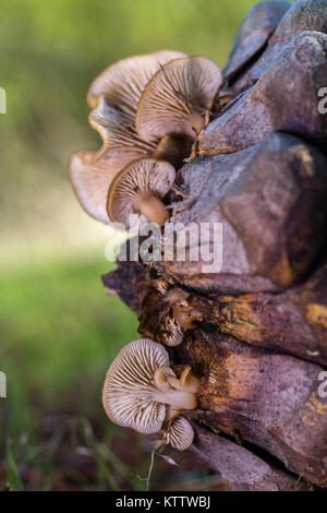 Mycena. Peu de champignons sur cône de pin. Banque D'Images