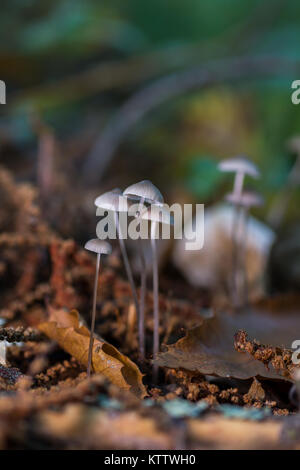 Mycena sp. Petits champignons dans une forêt de châtaigniers. Banque D'Images