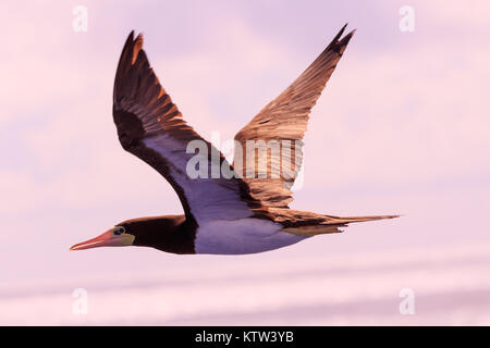 Un vol d'oiseaux de mer Fou brun quelque part au-dessus de l'Atlantique 2017 Banque D'Images