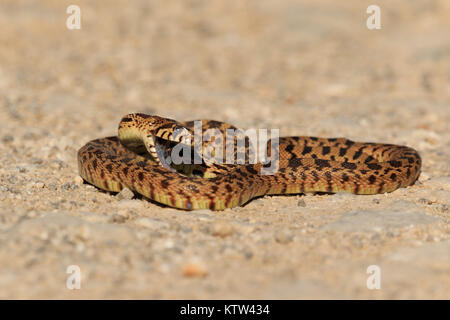 serpent taureau noir