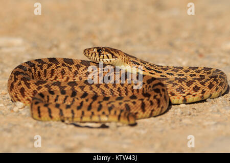 serpent taureau noir