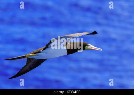 Un vol d'oiseaux de mer Fou brun quelque part au-dessus de l'Atlantique 2017 Banque D'Images