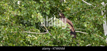 Pygargue à tête blanche juvénile dans le nord du Wisconsin Banque D'Images