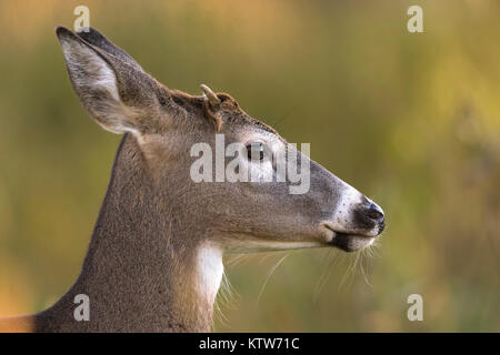 Close up d'un jeune cerf de buck. Banque D'Images