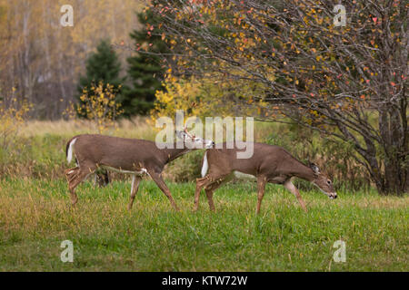 Le cerf de buck à pourchasser une biche dans le nord du Wisconsin. Banque D'Images