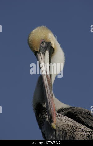 Portrait de Pelican Banque D'Images