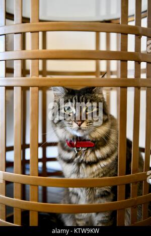 Adorable chat tigré à l'intérieur d'une petite table basse Banque D'Images
