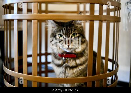 Adorable chat tigré à l'intérieur d'une petite table basse Banque D'Images