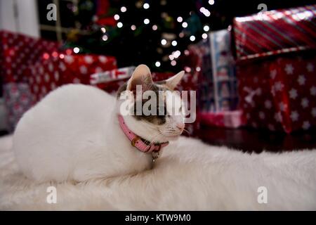 Chat Calico fixant en vertu de l'arbre de Noël Banque D'Images