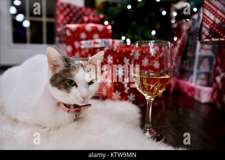 Chat Calico pose à côté de l'arbre de Noël et un verre de vin Banque D'Images