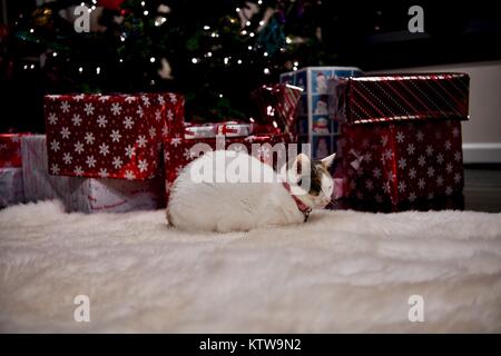 Chat Calico fixant en vertu de l'arbre de Noël Banque D'Images