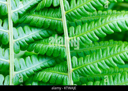 Le fond naturel de feuilles fern (Matteuccia struthiopteris), gros plan Banque D'Images